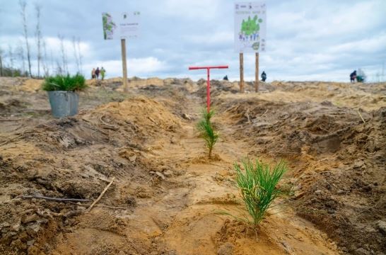 Около 90 тысяч деревьев высадили в воссоединенных регионах страны в рамках международной акции «Сад памяти»